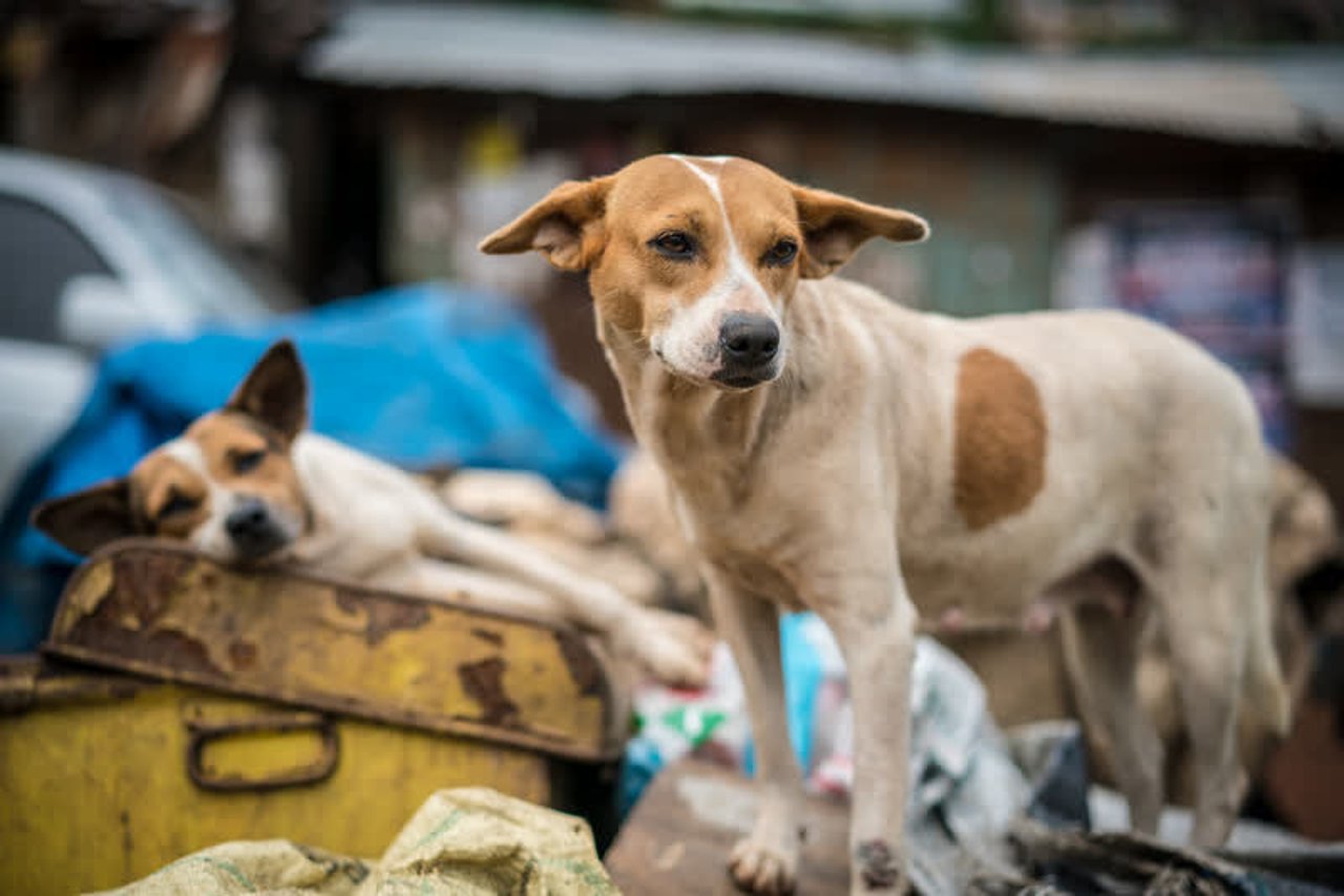 dogs_sierraleone_800x534_1020263_0