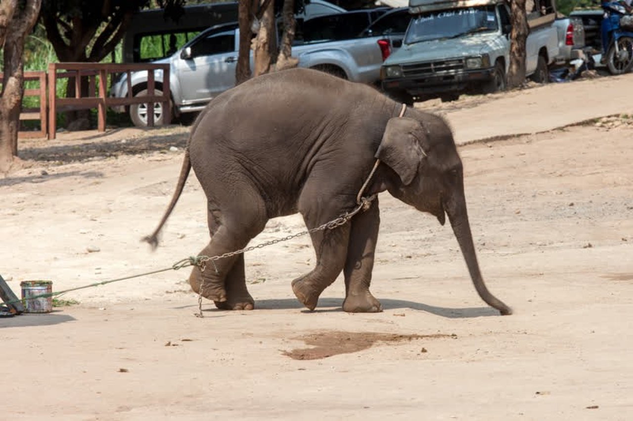 elephant_thailand_800x533_1018772