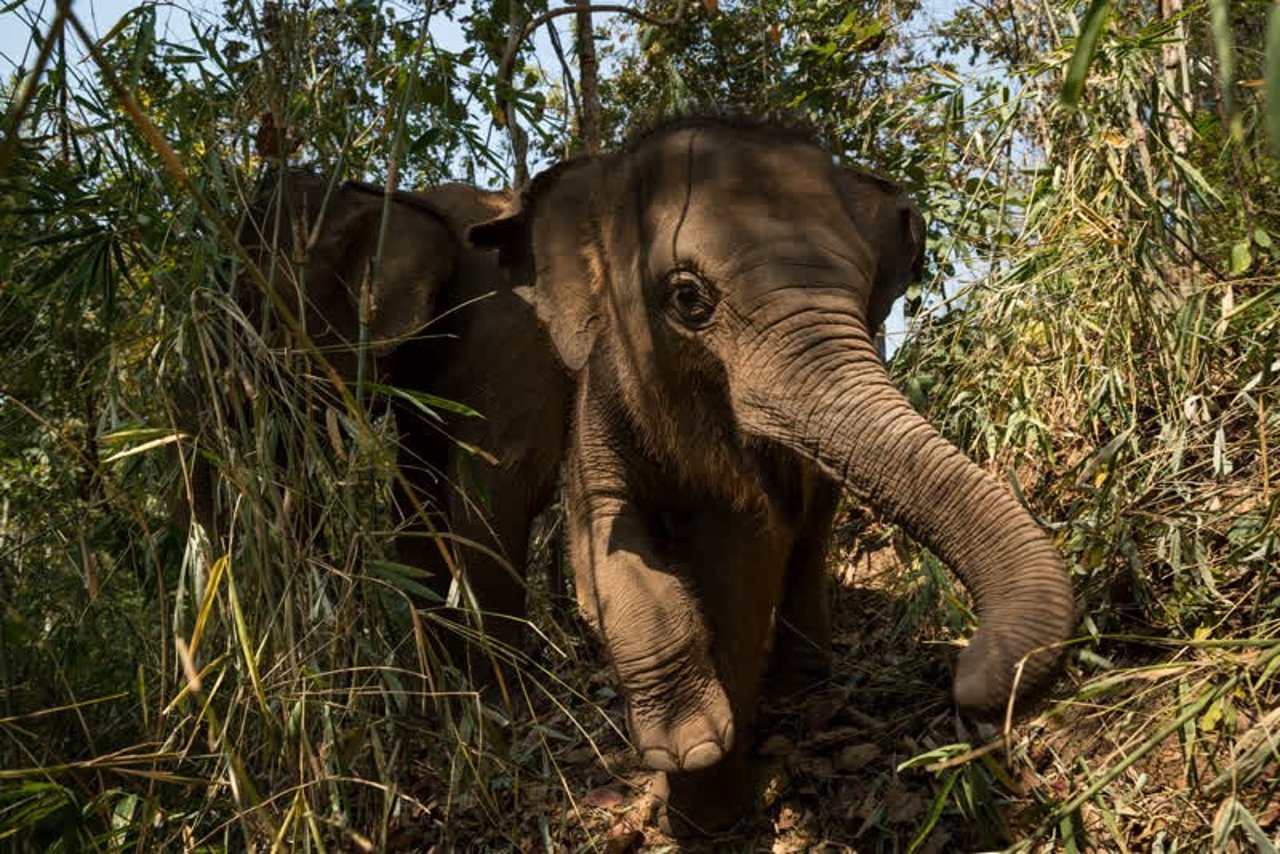 elephants_thailand_800x534_1021394