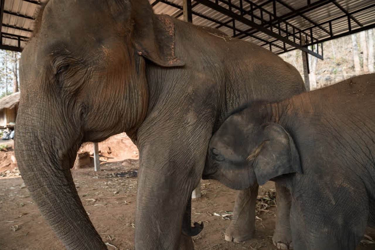 elephants_thailand_800x534_1021398