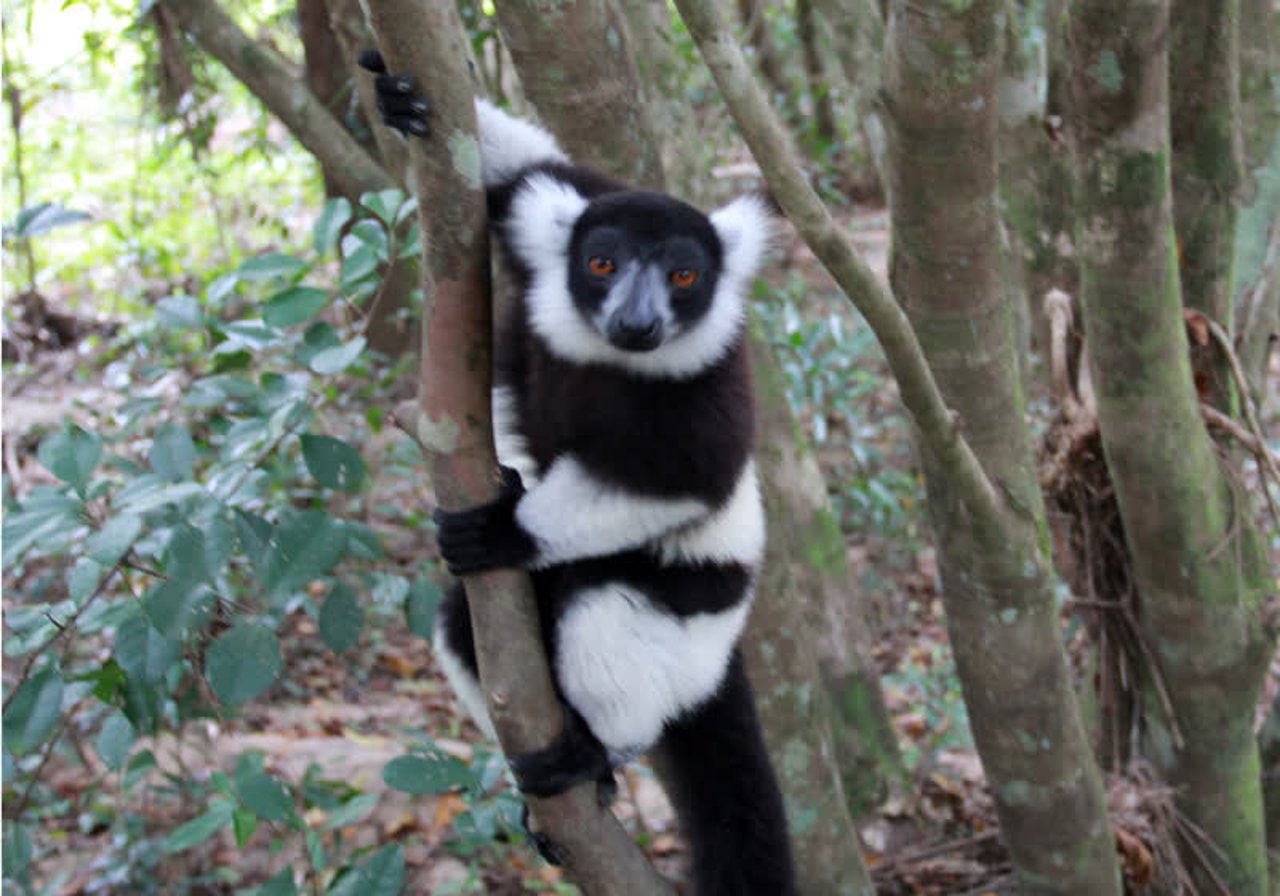 lemur_madagascar_800x560_1020798_2