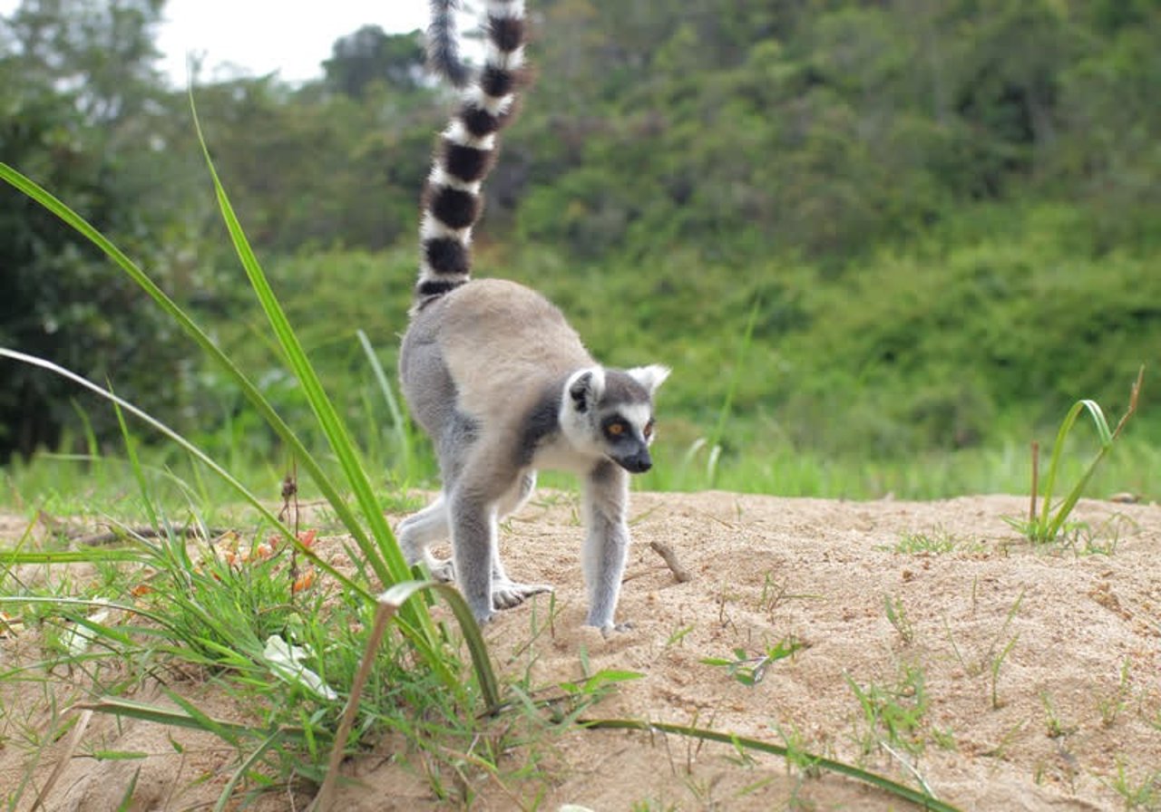 lemur_madagascar_800x560_1020809