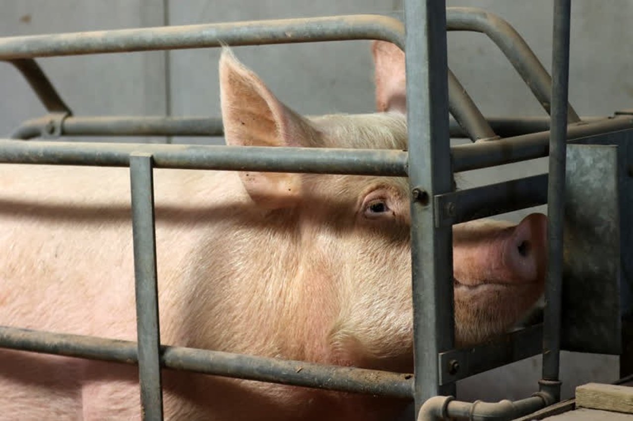 pig_eu_800x533_1020744