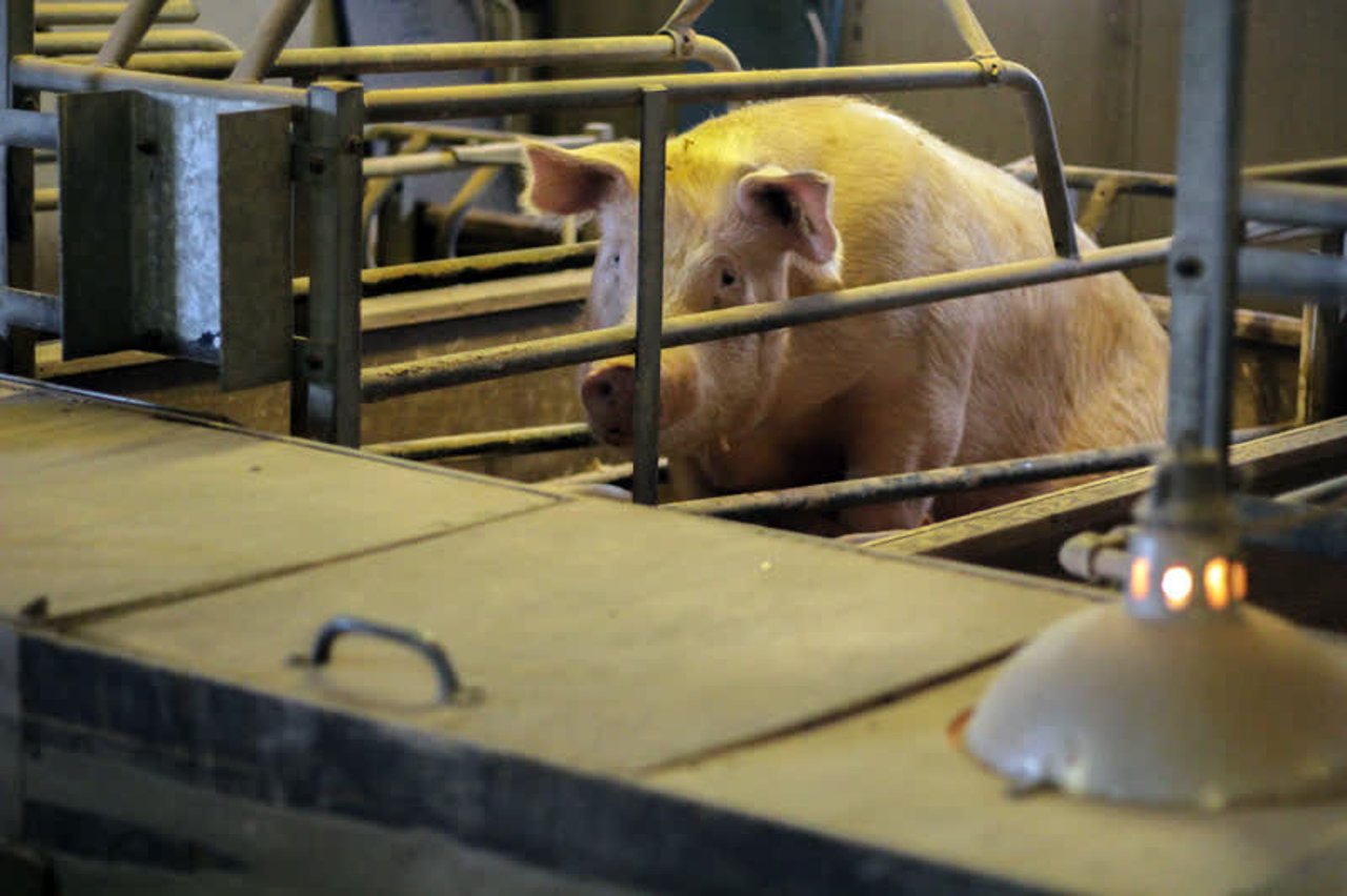 pig_eu_800x533_1020750