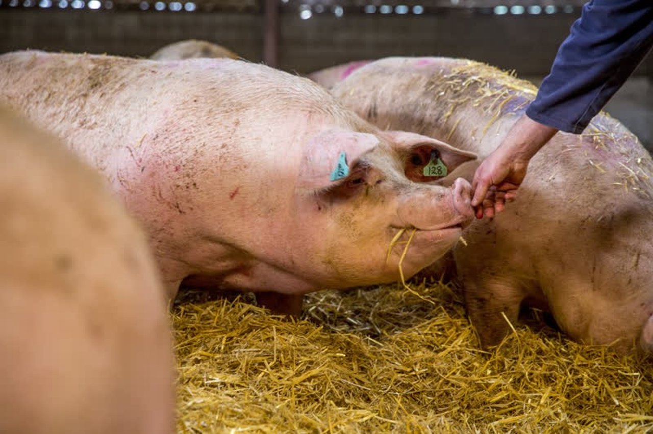 pig_uk_800x533_1015008