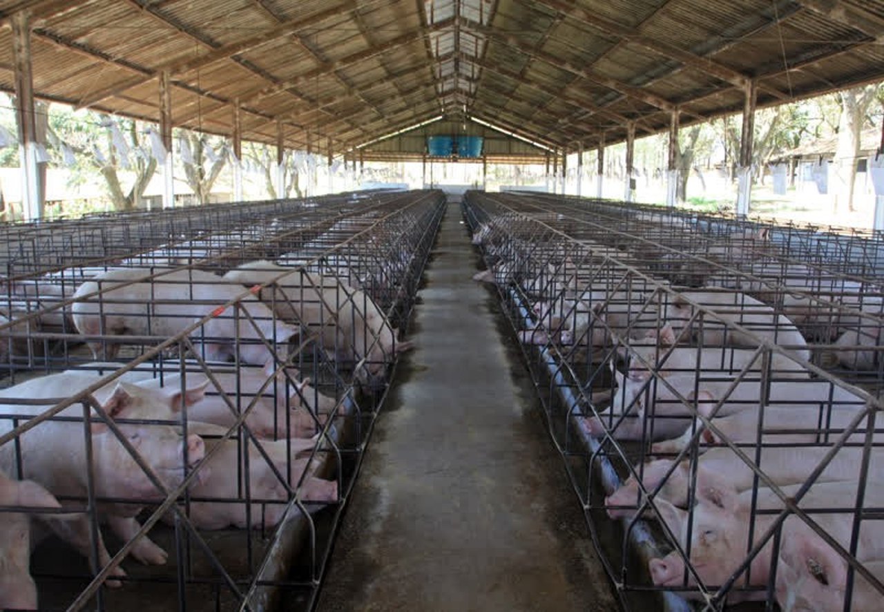 pigs_nondisclosed_800x554_1020453