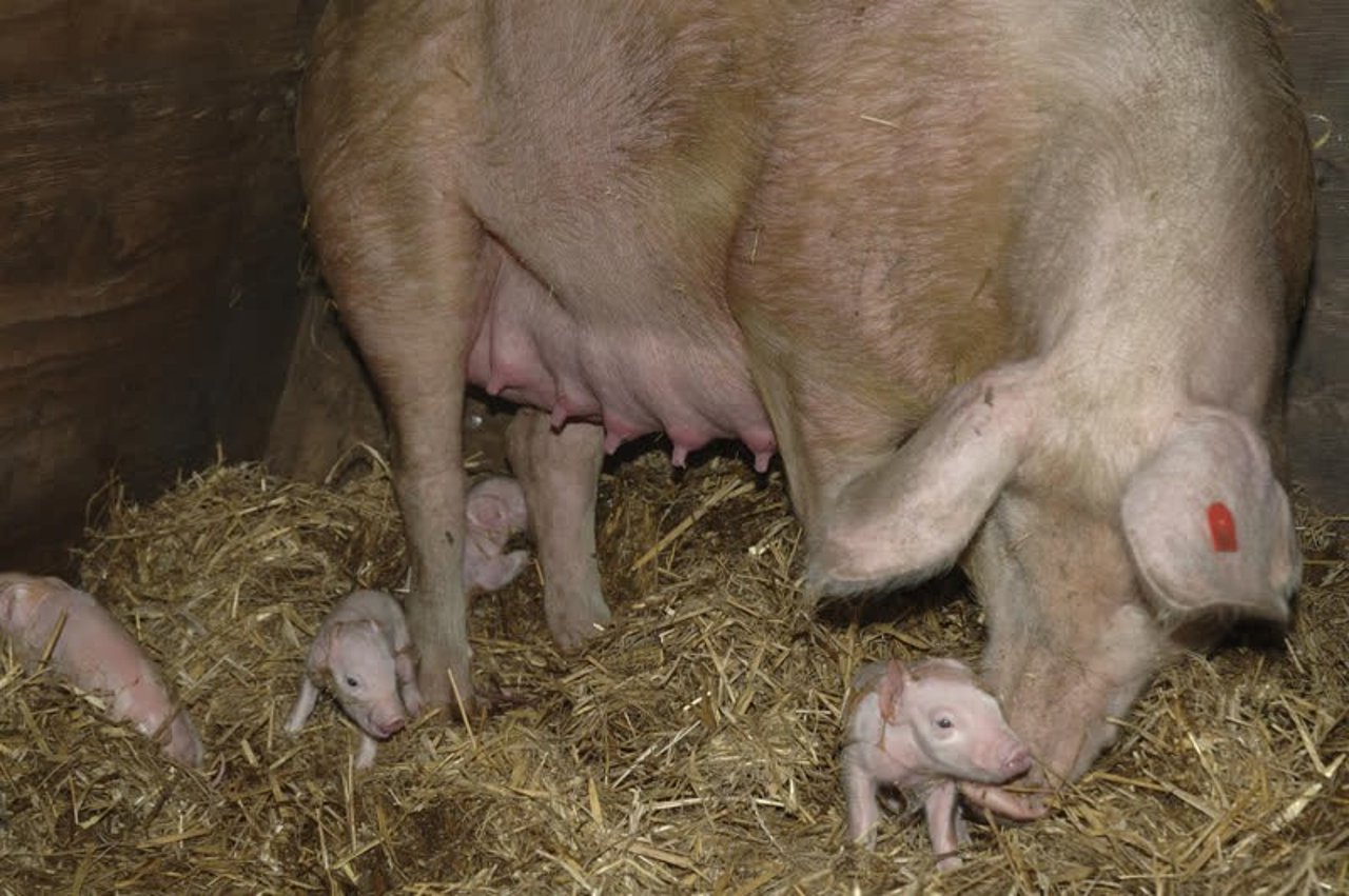 pigs_uk_800x532_1003968