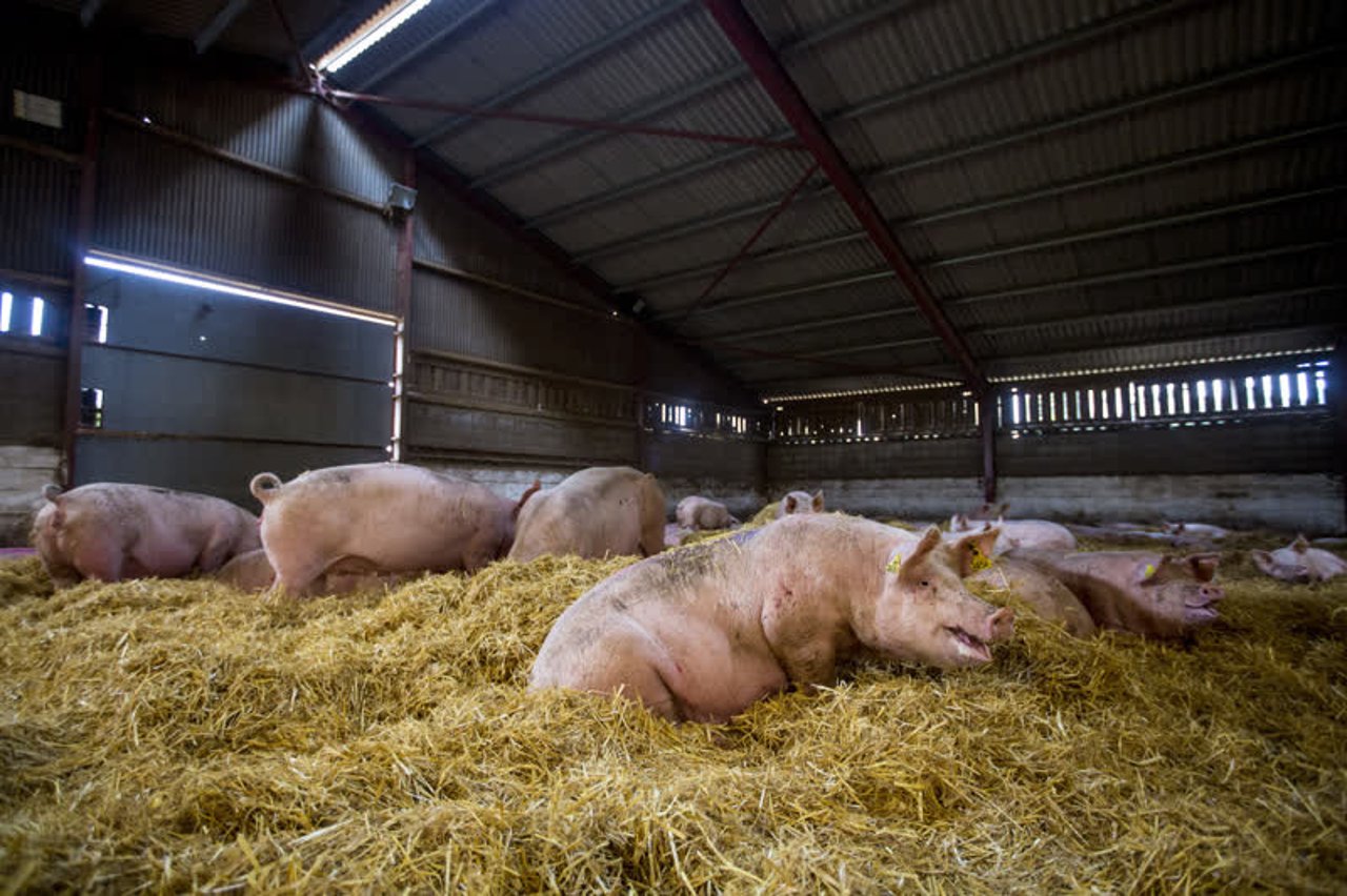 pigs_uk_800x533_1015007
