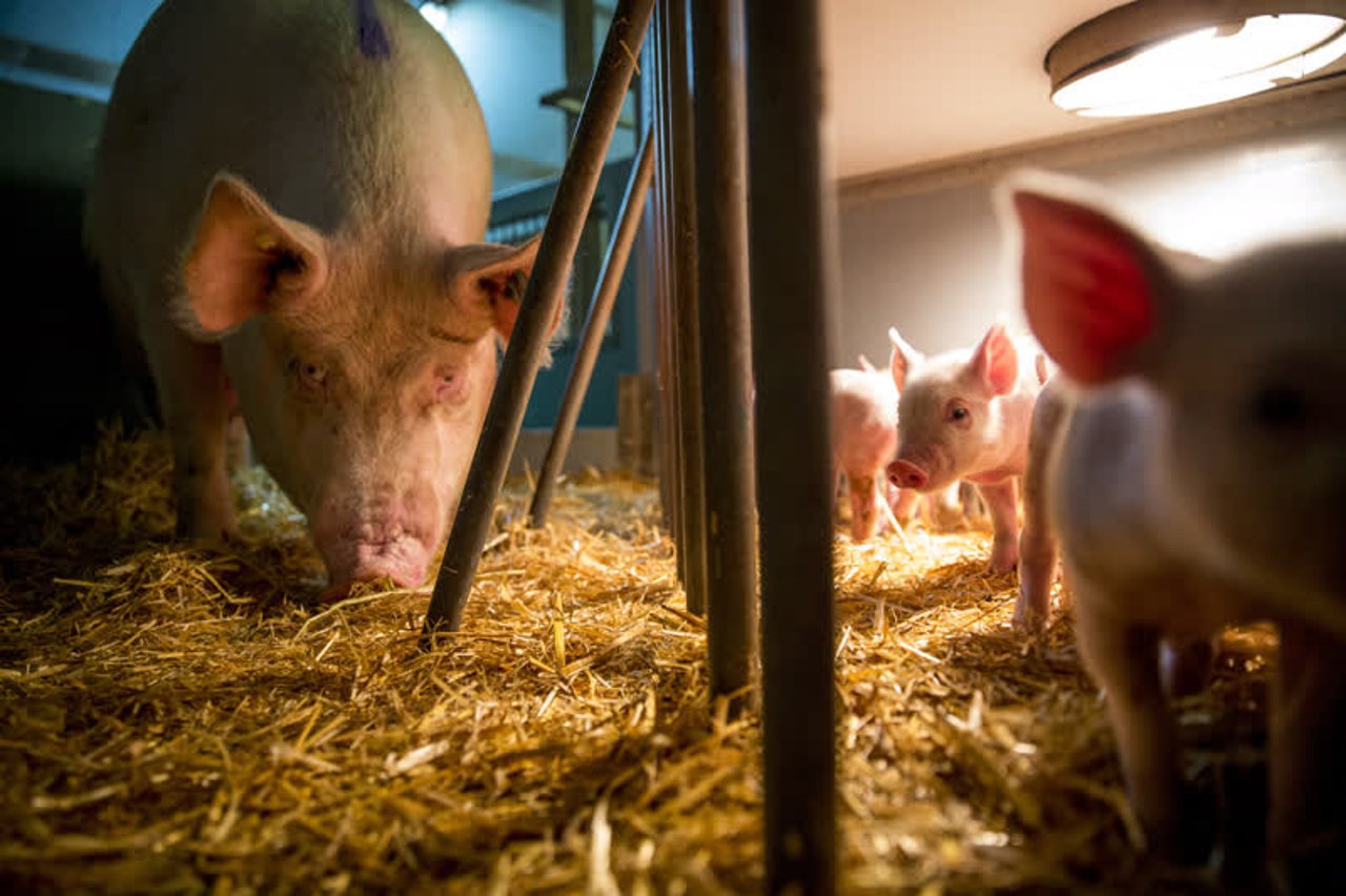 pigs_uk_800x533_1015019