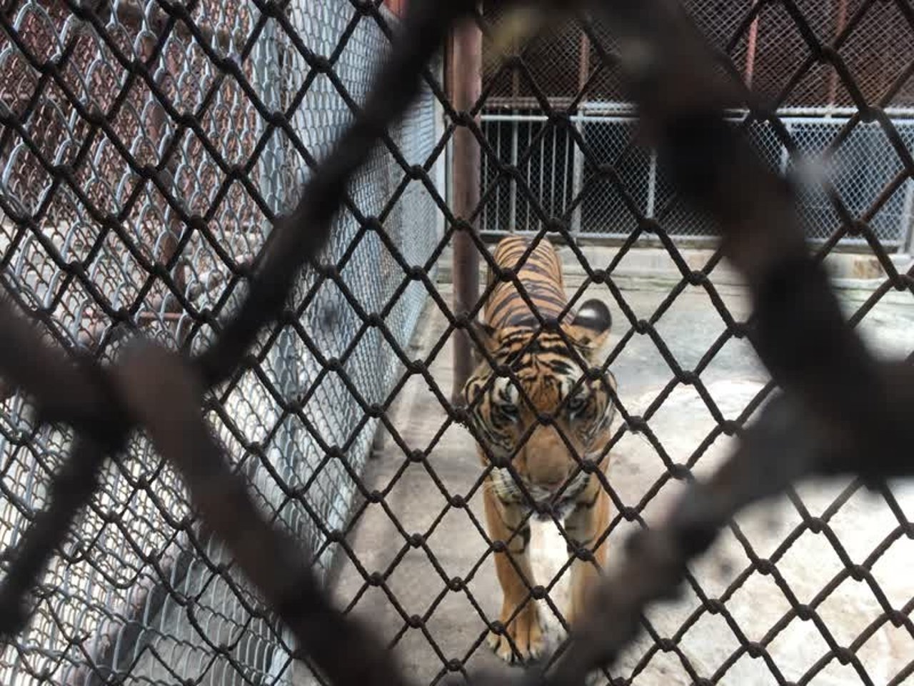 tiger_thailand_800x600_1021719