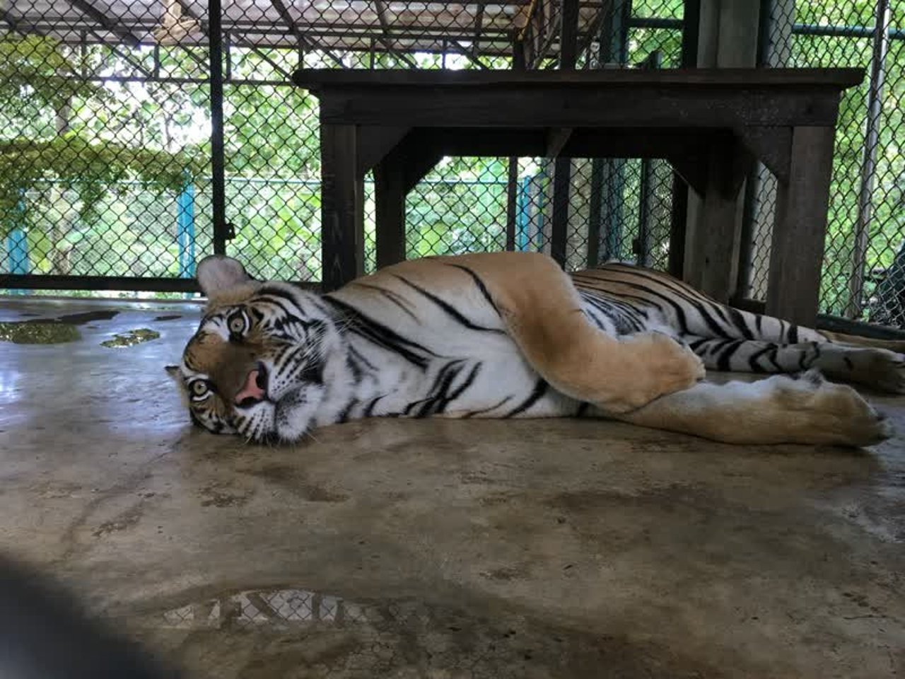 tiger_thailand_800x600_1021731