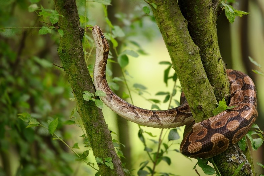 ball_python