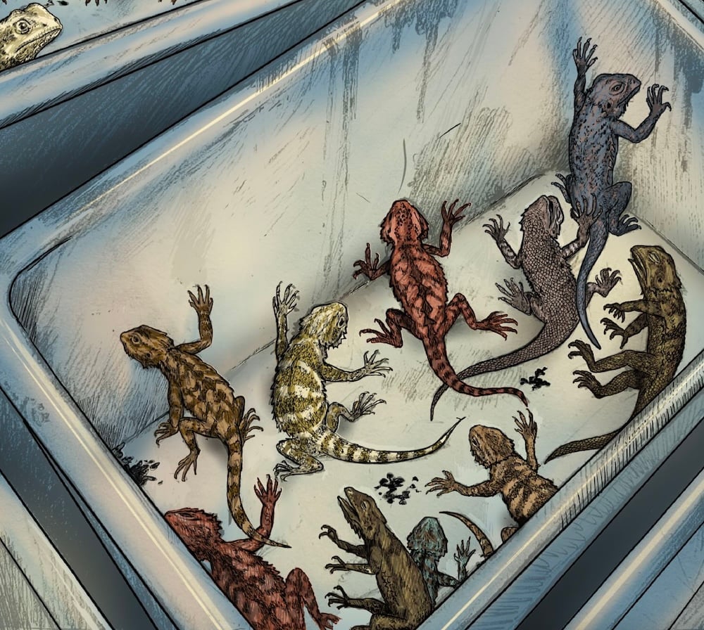Illustration of Bea in a box at a reptile mill