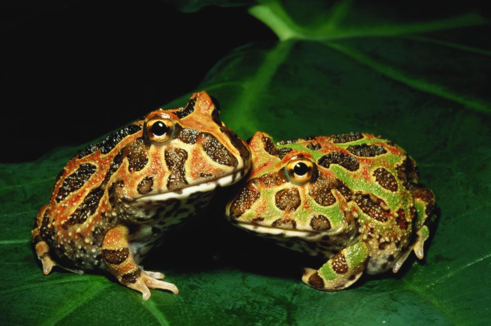 Two pacman frogs on a leaf.
