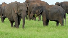 elephant 