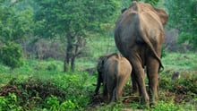 Wild asian elephants in Udawalawa National Park in Sri Lanka
