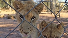A lion cub behind a wire fence
