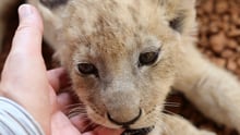 Lion cub in a facility in South Africa