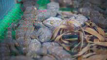 Caged geckos (with one that has died in captivity) for sale at the Denpasar Bird Market (Pasar Burung) in Bali, Indonesia.