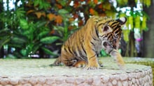 World Expeditions leads travel industry trends by adding animal protection to their itinerary
