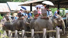 Elephants set off with tourists for a ride. 
