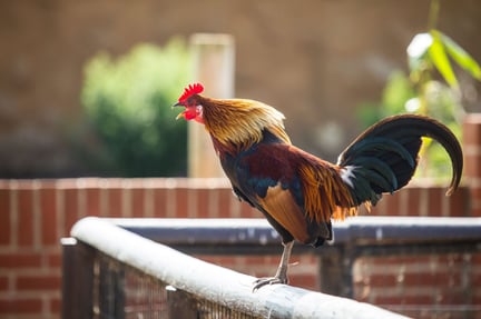 chicken