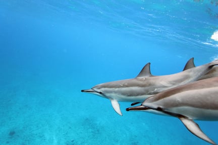 dolphins