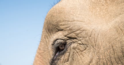 elephant, Laos