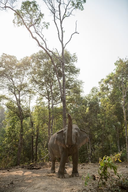 elephant, Thailand