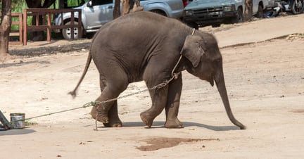 Double your impact to help elephants