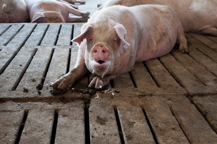 pig, Non-Disclosed