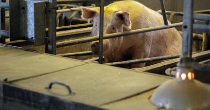 pig, EU