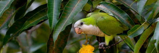 Monk Parakeet