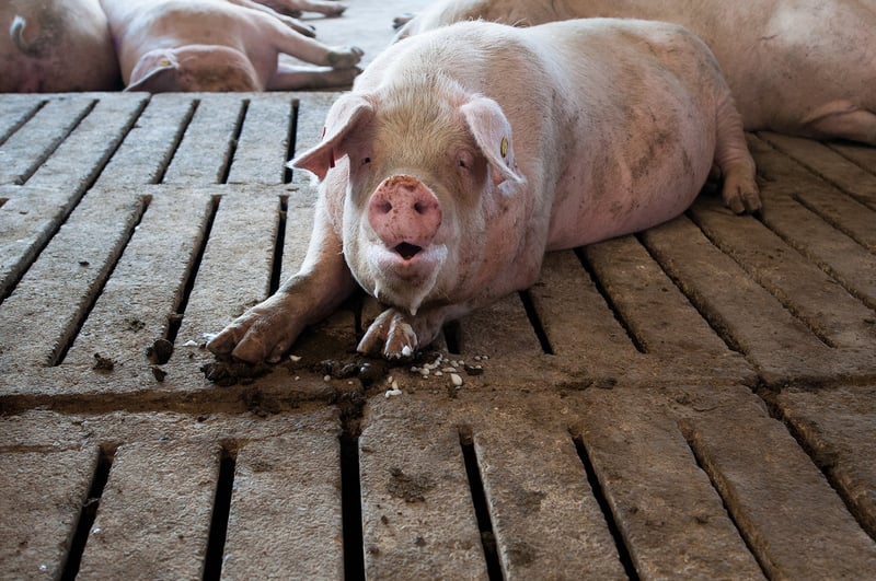 pig, Non-Disclosed