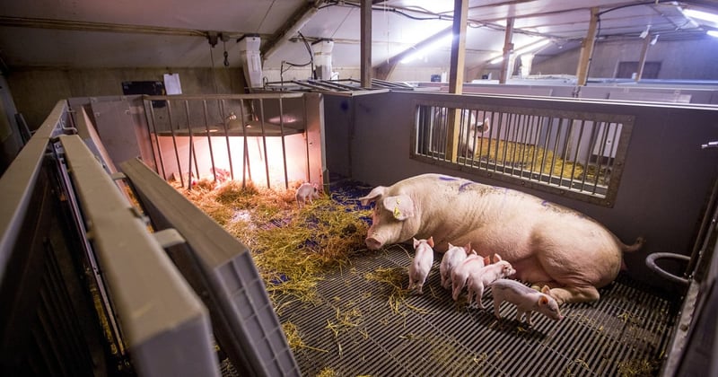 pig, UK